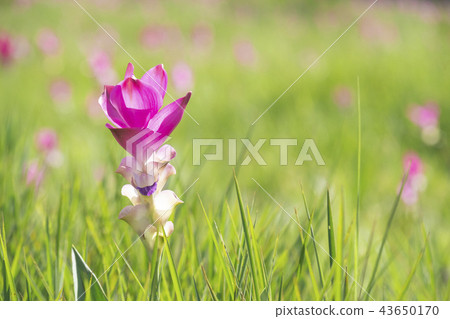 Siam tulip bloom in rainy season in Chaiyaphum 43650170