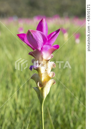 Siam tulip bloom in rainy season in Chaiyaphum 43650171