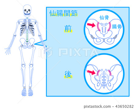 骶髂關節的位置 插圖素材 圖庫