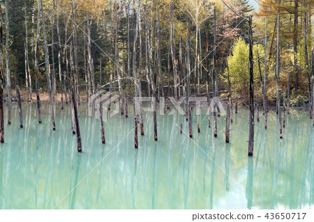 Early morning blue pond / Sightseeing image of Hokkaido Biei-cho Early morning blue pond / Sightseeing image of Hokkaido Biei-cho 43650717