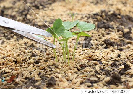 Straightening radish thinning Straightening radish thinning 43650804