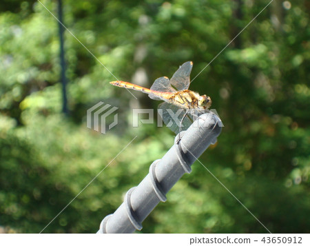 Dragonfly stuck to car antenna Dragonfly stuck to car antenna 43650912