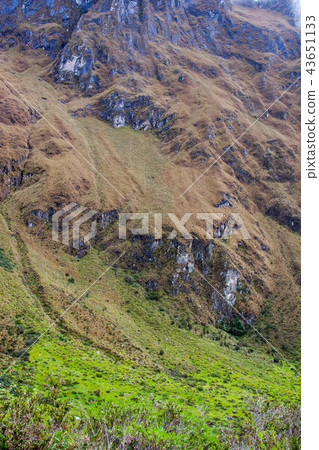 Flowers, grass and rocks in the Andes. 43651133