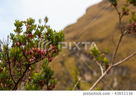 Red flowers on the Inca Trail. 43651136