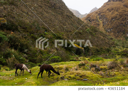 Llamas eating grass on the Andes. Llamas eating grass on the Andes. 43651184