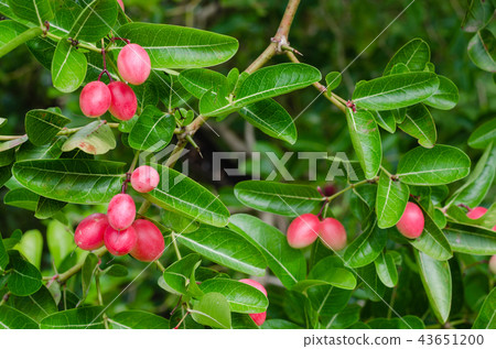 Carunda Fruit is Ripening In Natural Garden. Carunda Fruit is Ripening In Natural Garden. 43651200