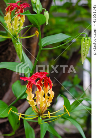 Climbing Lily Blooming In Nature Botanical Garden. 43651348