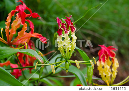 Climbing Lily Blooming In Nature Botanical Garden. Climbing Lily Blooming In Nature Botanical Garden. 43651353