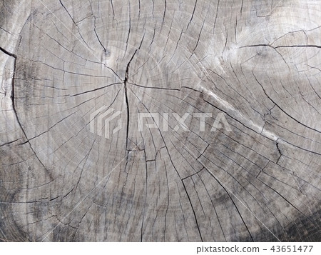 Picture of a hemp on top of a cut of a tree Picture of a hemp on top of a cut of a tree 43651477