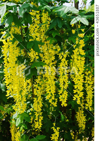 Yellow wisteria flower / yellow wisteria flower (Ashikaga City, Tochigi Prefecture) 43651887