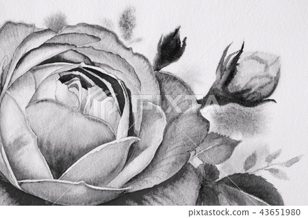 Black and white roses flower. Watercolor paintings Black and white roses flower. Watercolor paintings 43651980