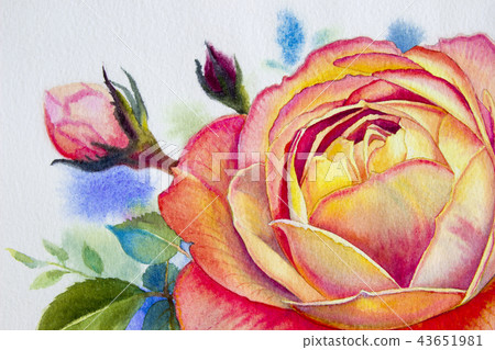 Orange pink rose flower. Watercolor paintings Orange pink rose flower. Watercolor paintings 43651981