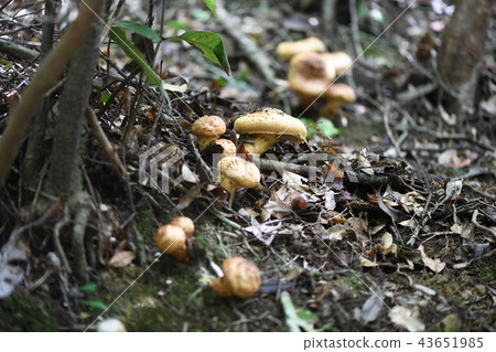 Autumn taste Satsuma 43651985