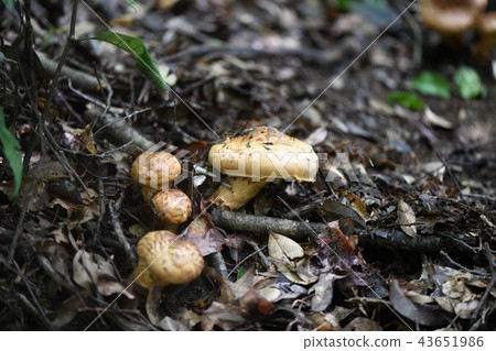 秋味薩摩 43651986