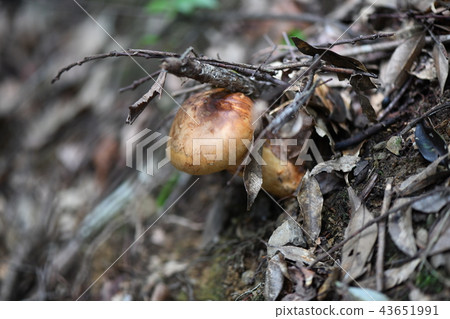 秋味薩摩 43651991