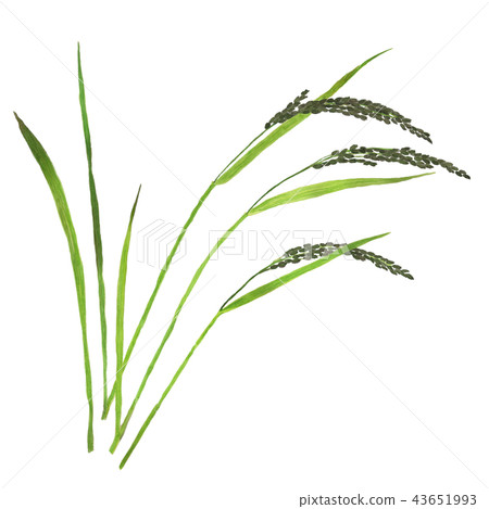 Oryza sativa subsp.Japonica rice Ancient rice 43651993