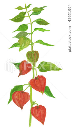 Physalis alkekengi var.Franchetii physalis 43651994