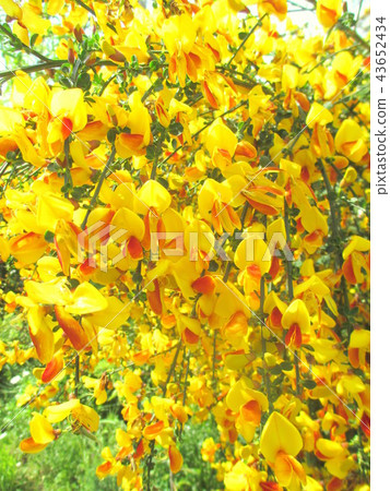 Cute floret spring flowers Cute floret spring flowers 43652434