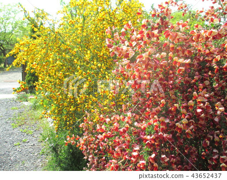 可愛的小花春天的花朵 43652437