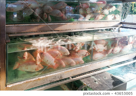 Live tilapia fish in restaurant aquarium 43653005