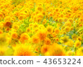 sunflower	 43653224