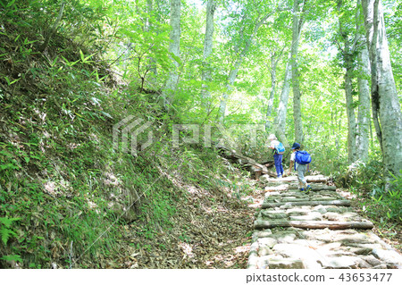 Parent and child hiking Parent and child hiking 43653477