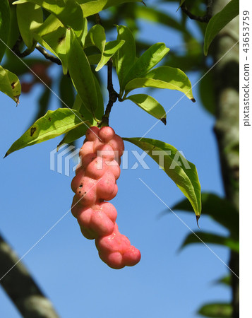 Kobushi fruits colored red 43653759