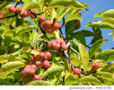 Kobushi fruits colored red 43653760