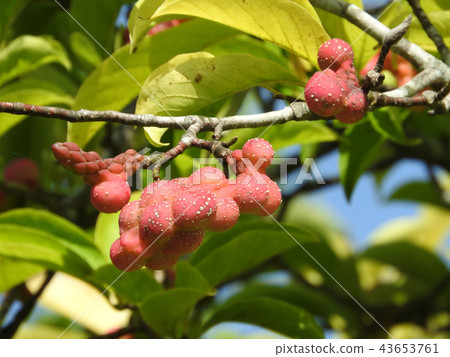 Kobushi fruits colored red Kobushi fruits colored red 43653761