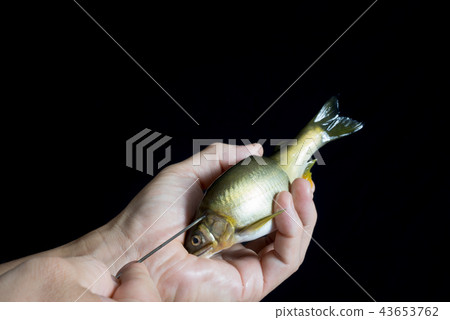 皺三文魚 皺三文魚 43653762