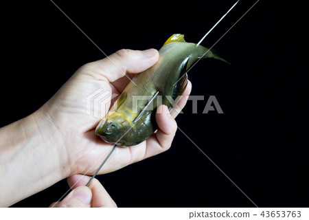 皺三文魚 皺三文魚 43653763