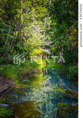 Whakarewarewa Redwood forest, Rotorua, New Zealand 43654600