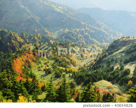 Shiga Kogen in autumn leaves 43654826