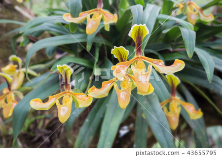 Paphiopedilum villosum wild orchids. 43655795