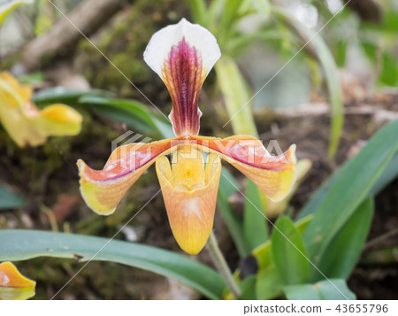 Paphiopedilum villosum wild orchids. Paphiopedilum villosum wild orchids. 43655796