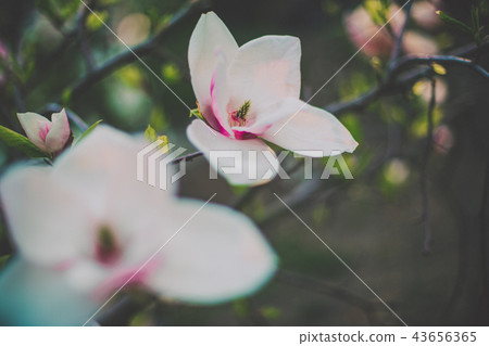 Soft image of closeup pink magnolia. Soft image of closeup pink magnolia. 43656365
