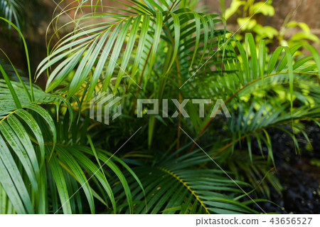 Exotic leaves background photo. Exotic leaves background photo. 43656527