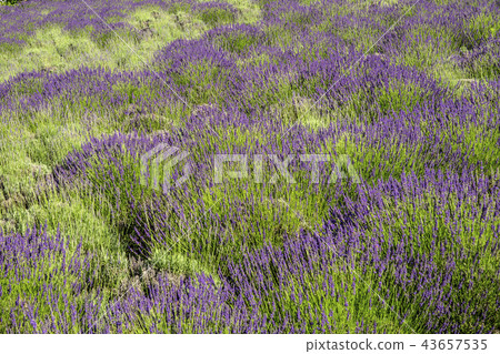 Shinshu Nagano Ueda City Shinshu International Music Village Lavender 43657535