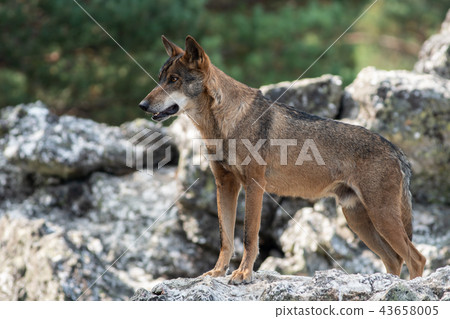 Iberian wolf on the top of the rock 43658005