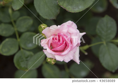 Arao City Ominous Citizen Flower Bed Rose Flower, Arao City Ominous Citizen Flower Bed Rose Flower, 43658089