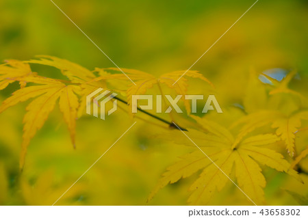 明亮的秋葉 43658302