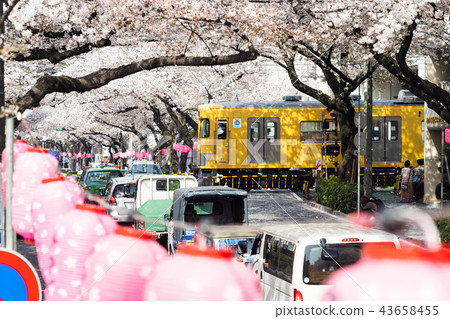 Seibu Shinjuku Line-Sakura-Spring 43658455