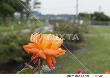 Arao City Ominous Citizen Flower Bed Rose Flower, Arao City Ominous Citizen Flower Bed Rose Flower, 43658595
