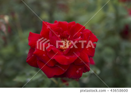 荒尾市少女公民花壇玫瑰花, 荒尾市少女公民花壇玫瑰花, 43658600