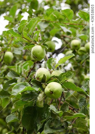 Green apples on branch Green apples on branch 43658603