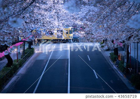 [Tokyo cherry blossoms] Early morning, Seibu line, railroad crossing 43658719