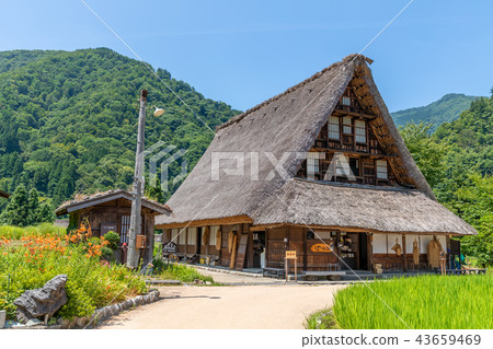 仲夏的迦山祖 43659469