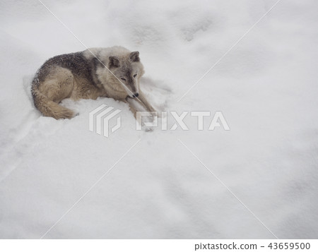 Wolf lying on the snow 43659500