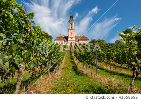 Vineyards and the pilgrimage church at Birnau Vineyards and the pilgrimage church at Birnau 43659659