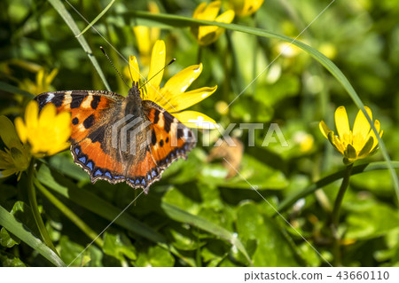 Close-up of Aglais urticate, small totoiseshell,sitting on buttercup 43660110